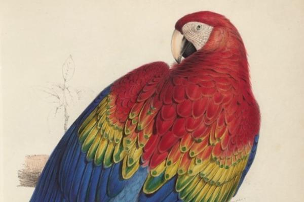 colourful parrot illustration