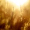 close up of wheat field bathed in golden light